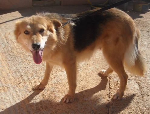ROBY, tenerissima cagnolina - Foto 4