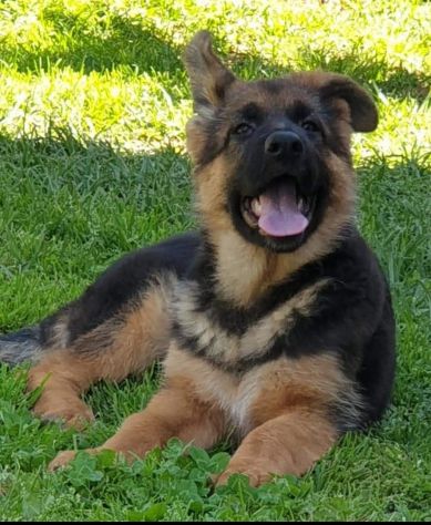 Cuccioli pastore tedesco pelo lungo e pelo normale a - Foto 8
