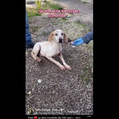 THEO IMPAURITO DAL CANILE CANE IN ADOZIONE - Foto 9