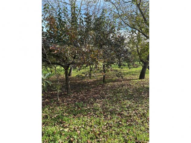 Agricolo in Via Cinquevie