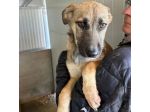LUCY  ADORABILE CUCCIOLA IN ADOZIONE TAGLIA MEDIA
