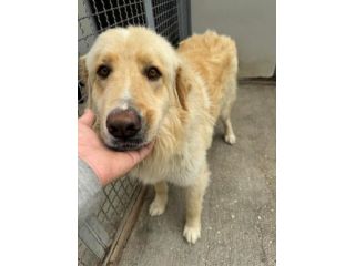 MINO 18 MESI SIMIL GOLDEN RETRIEVER ORA E’ IN CANILE