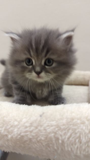 Gattini Persiani - Foto 4