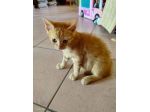 Micio gattino