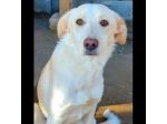 VERONIQUE UN VERO TESORO CAGNOLINA IN ADOZIONE