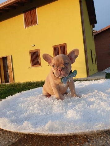 Cuccioli di Bouledogue Francese Isabella New Shade - Foto 3