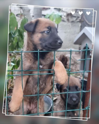 Cuccioli Allevamento Pastore Belga Malinois Catanzaro Calabria - Foto 8