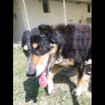 UN'OCCASIONE ANCHE PER GATSBY  CAGNOLINO IN ADOZIONE - Foto 3