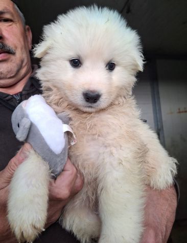 CUCCIOLI 2 MESI taglia media IN CANILE - Foto 2
