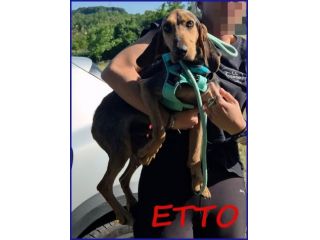 ETTO segugetto trovato vagante...dolcissimo