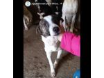 MOLLY, CERCA COCCOLE E ATTENZIONI, CAGNOLINA IN ADOZIONE, TAGLIA MEDIO PICCOLA