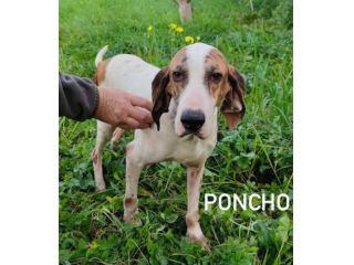 Poncho segugio