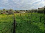 Agricolo in vendita a Belpasso