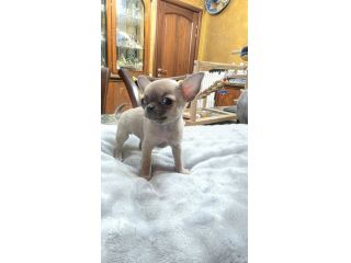Chihuahua
