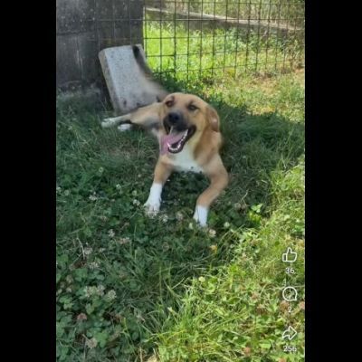 MOCKY CERCA UN AMICO AMOREVOLE CUCCIOLO IN ADOZIONE - Foto 4