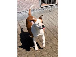 MAYA AMSTAFF