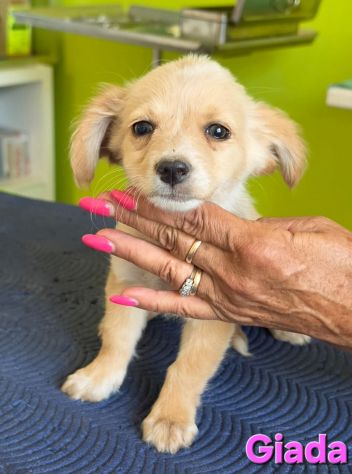 GIADA,cucciola mix volpino breton