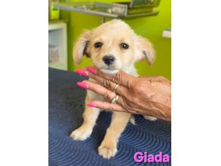 GIADA,cucciola mix volpino breton