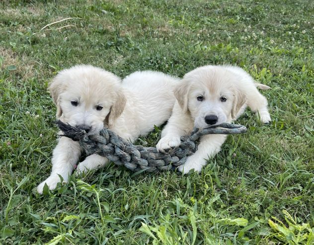 DISPONIBILI SPLENDIDI CUCCIOLI DI GOLDEN RETRIEVER - Foto 4