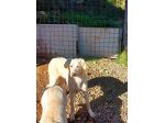 SOLE CUCCIOLA IN ADOZIONE