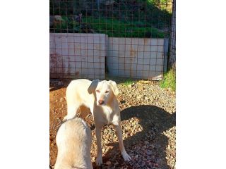 SOLE CUCCIOLA IN ADOZIONE