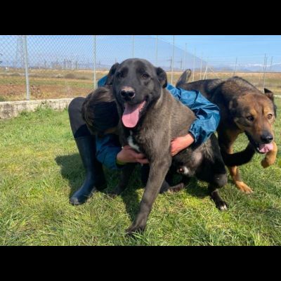 LEO, simil labrador, CANE IN ADOZIONE - Foto 5