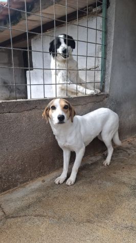 BRENDA 3 ANNI 18 KG circa - Foto 5