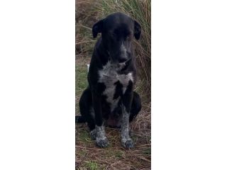 ODETTE CAGNOLINA IN ADOZIONE