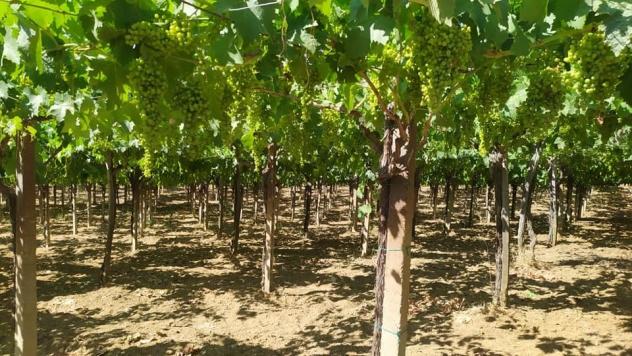 Vigneto in vendita a Miglianico - Foto 3