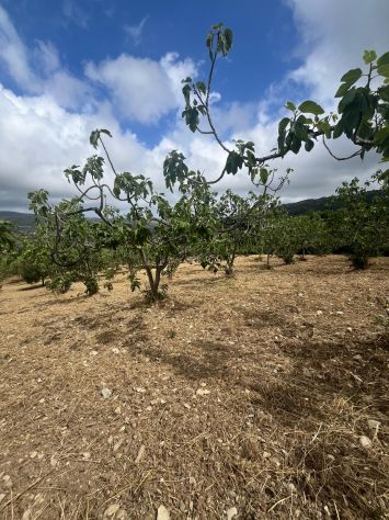 Vatolla- Perdifumo-terreno con piante di fichi e accesso su strada comunale - Foto 5