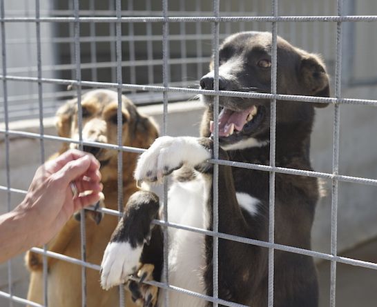 CANE IN ADOZIONE: ZAMPA BIANCA e i suoi calzini. - Foto 4