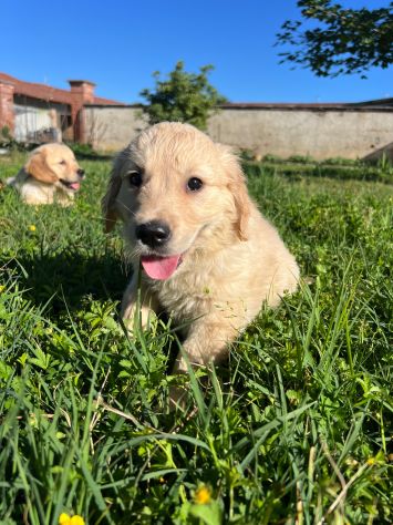GOLDEN RETRIEVER CUCCIOLI COLOR CREMA - Foto 6