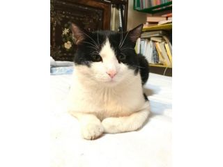 Boris bel gattone affettuoso e coccolone