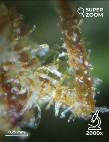 Blue Dream - Foto 5
