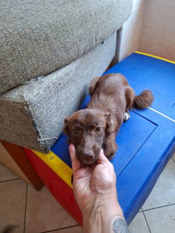 Mia taglia piccola 6 kg