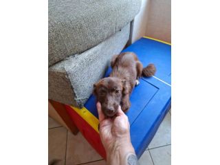 Mia taglia piccola 6 kg