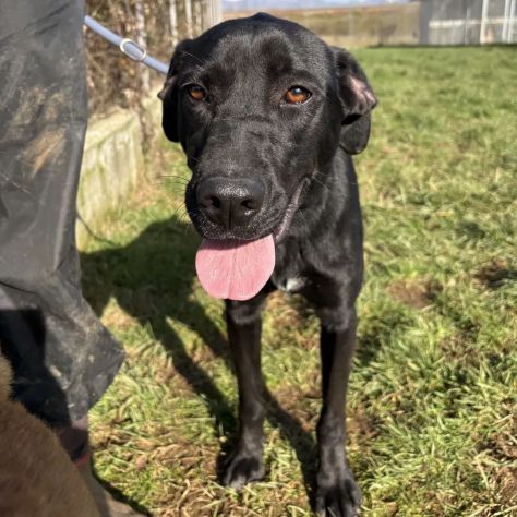 POPPY DELIZIOSA E GIOIOSA, SIMIL LABRADOR CANE IN ADOZIONE - Foto 2