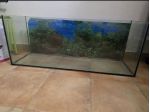 Acquario 100 litri con sfondo
