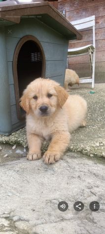 Golden retriever cuccioli