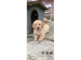 Golden retriever cuccioli