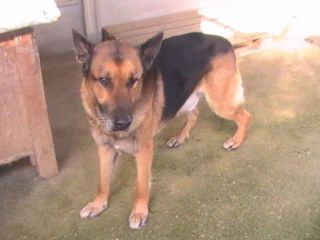 OTTO, adozione del cuore
