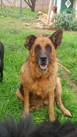 Graziella, lupacchiotta dagli occhi tristi - Foto 6