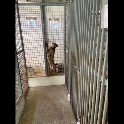 TERRY SOCIEVOLE MENDICA CAREZZE CAGNOLINA IN ADOZIONE - Foto 9