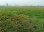 TERRENO AGRIOLO PIANEGGIANTE CON ACCESSO DIRETTO