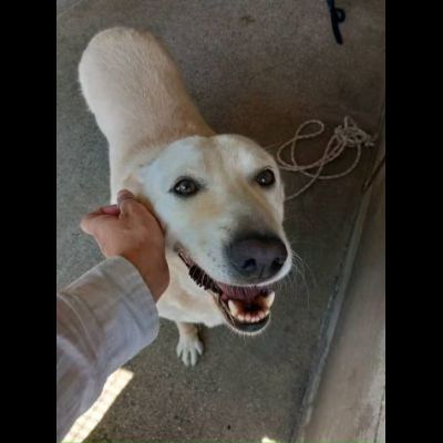 Splendida EDWIGE SIMIL LABRADOR CANE IN ADOZIONE - Foto 5