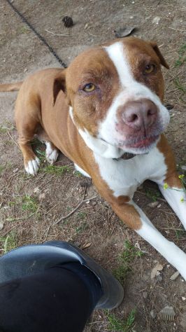 Amstaff dolcissima adulta rimasta sola in 1roulotte! SARDEGNA - Foto 4