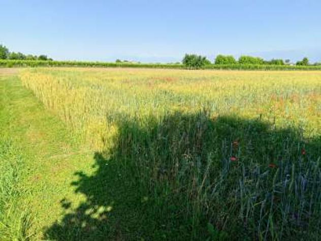 Terreno Agricolo - Gaiarine . Rif.: Sp3579127 - Foto 2