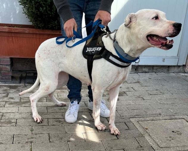 LOLA DOGO ARGENTINO - Foto 7