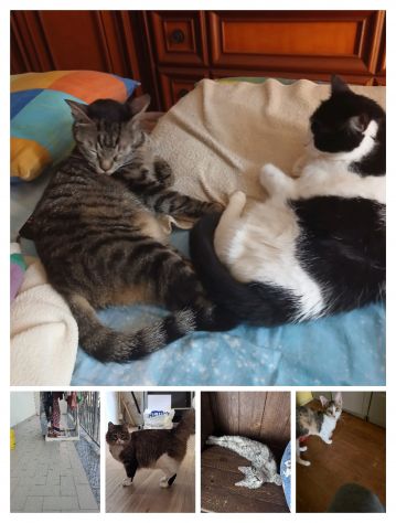 GATTI ADULTI E GATTINI