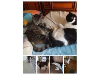 GATTI ADULTI E GATTINI